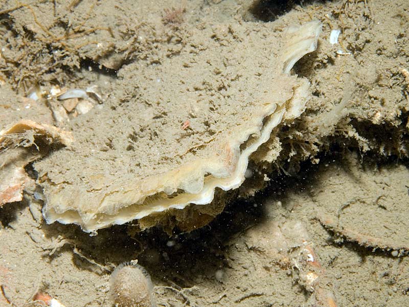 Ostrea edulis